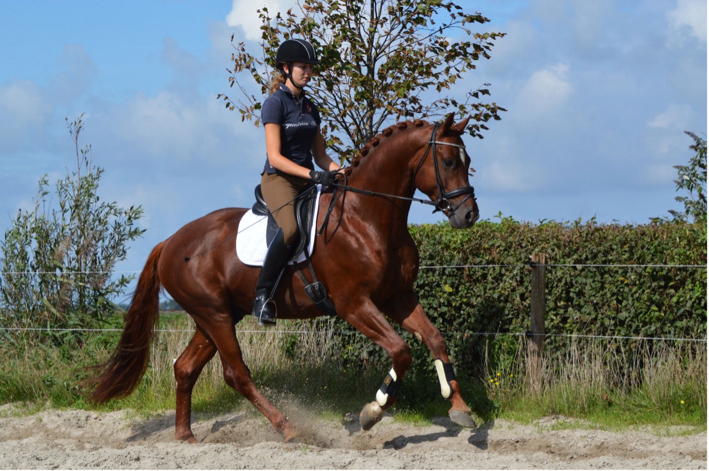 Training ruiter en paard friesland