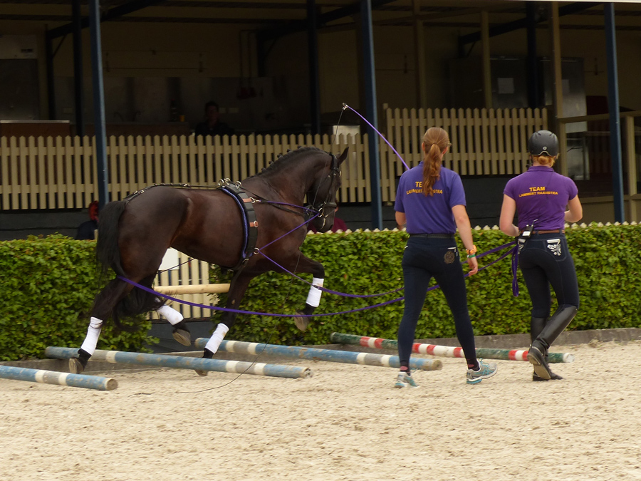 Ruiter trainen friesland