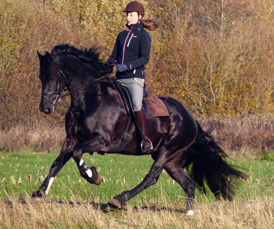 Friesland paarden trainer