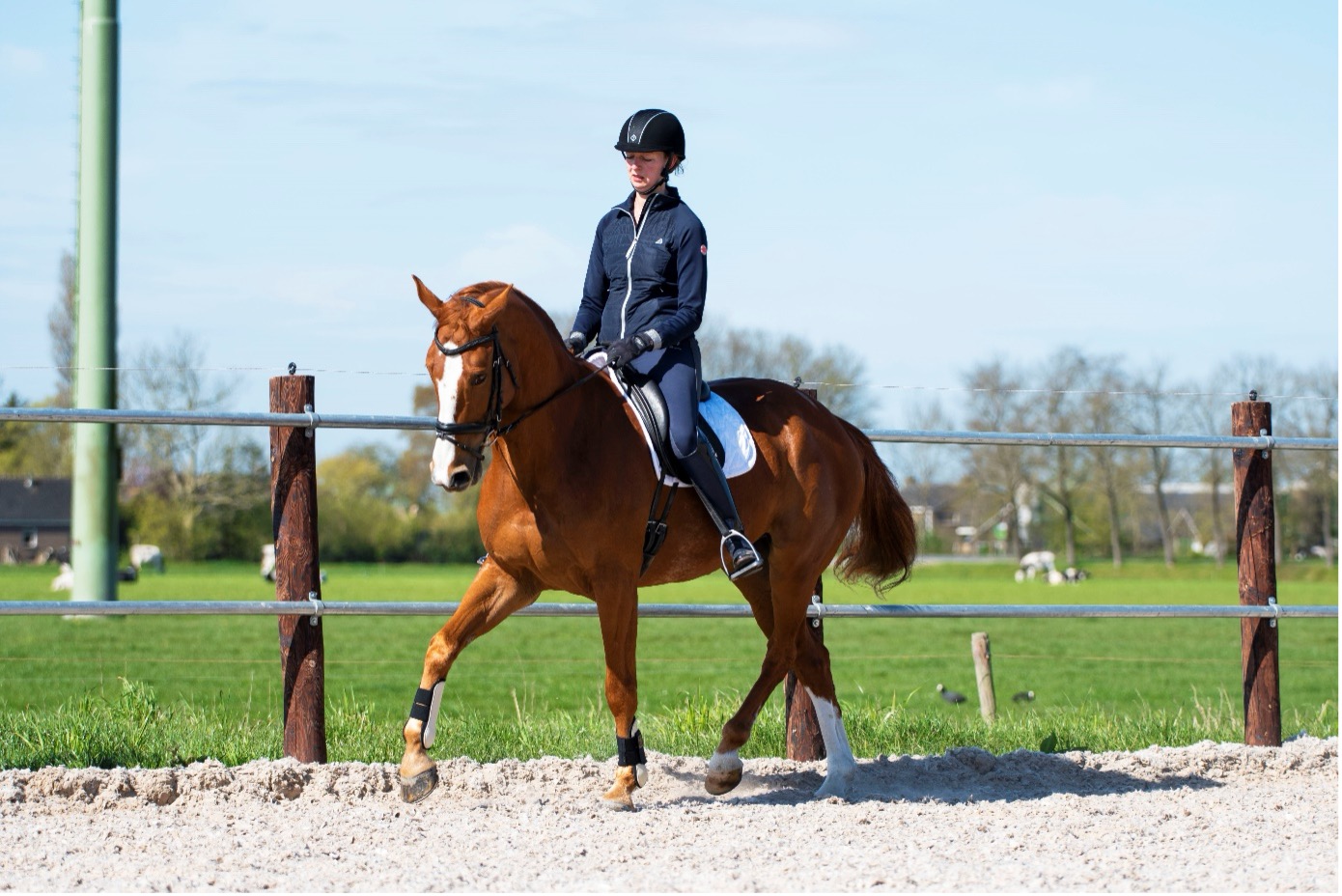 paard en ruiter trainen