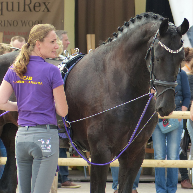 ruiter en paarden trainer friesland