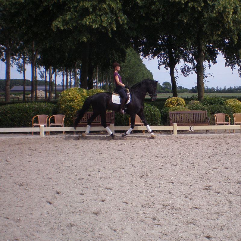 Training paard friesland