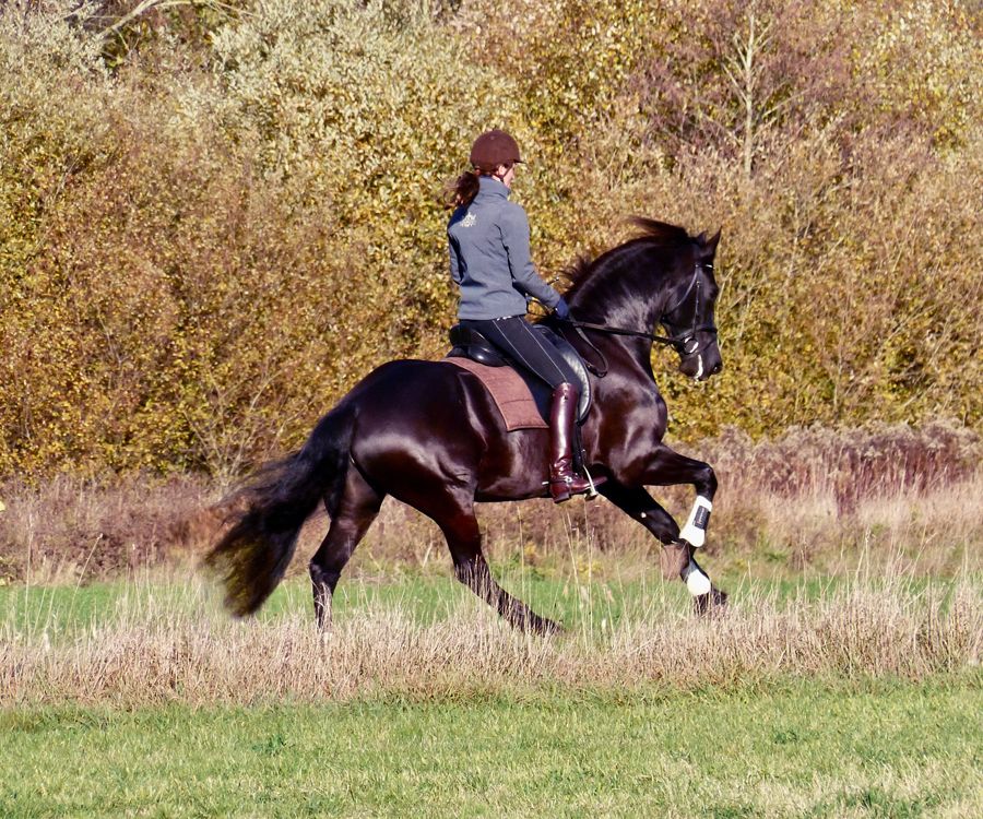 Annelies rienskma paarden coach